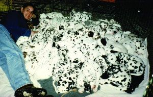 101 Dalmations Trained by Mary Kay Snyder