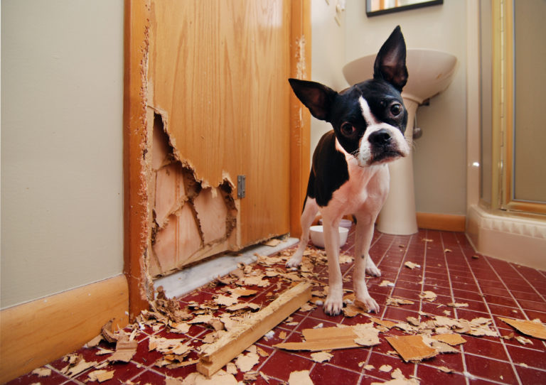 Boston terrier chewed door