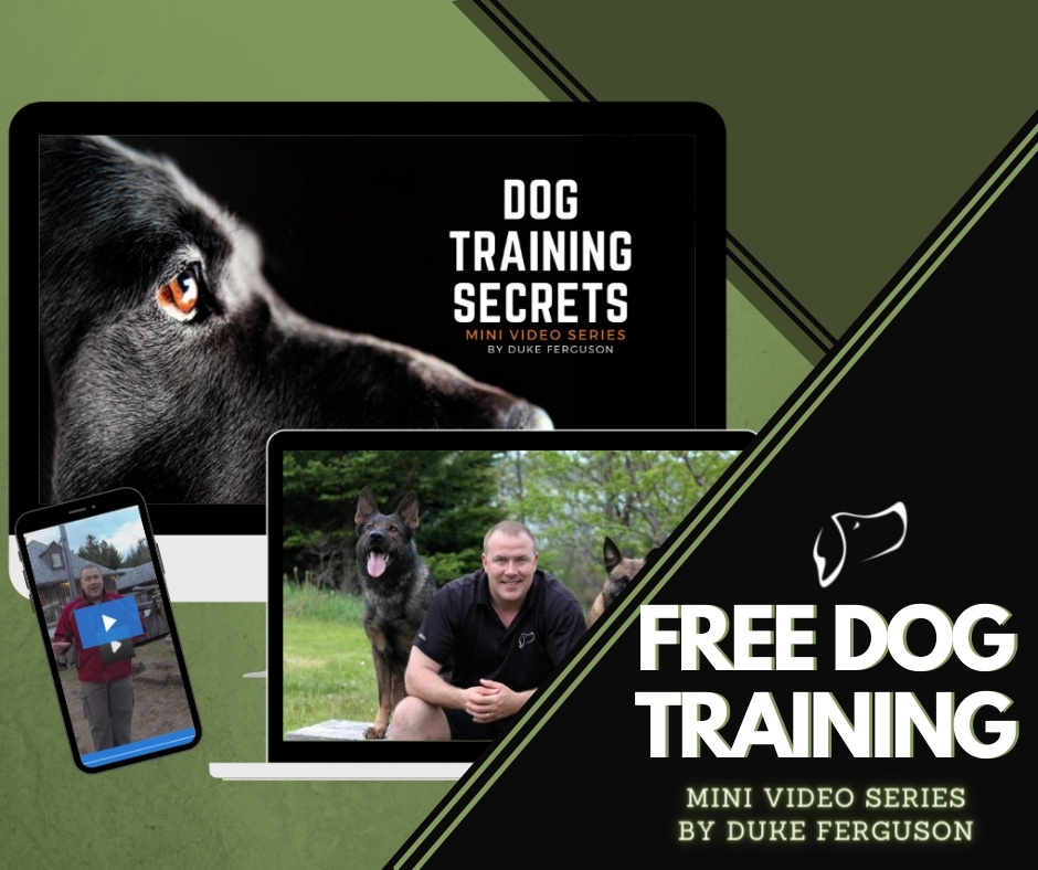 Free dog training videos