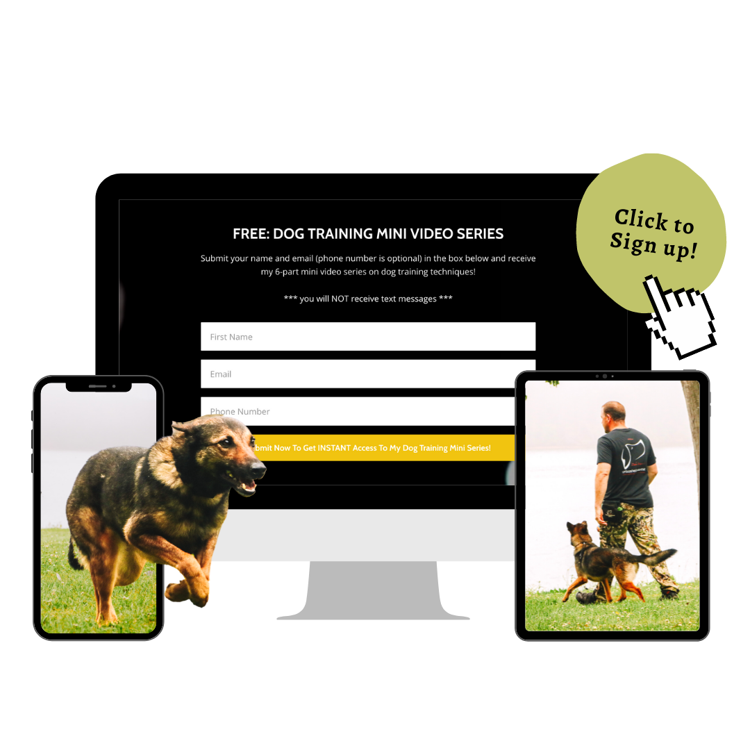 FREE VIDEO SERIES: Get Pro Training Tips So You Can Get Your Dogs Attention