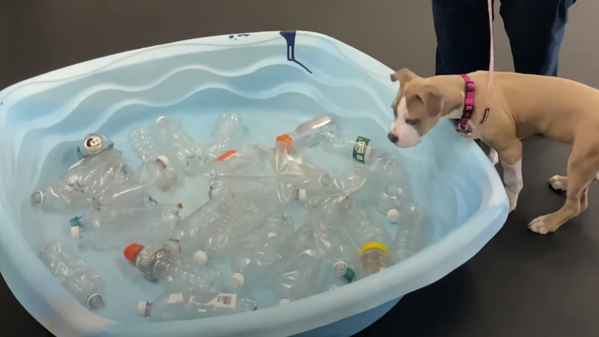 puppy about to enter bottle filled pool