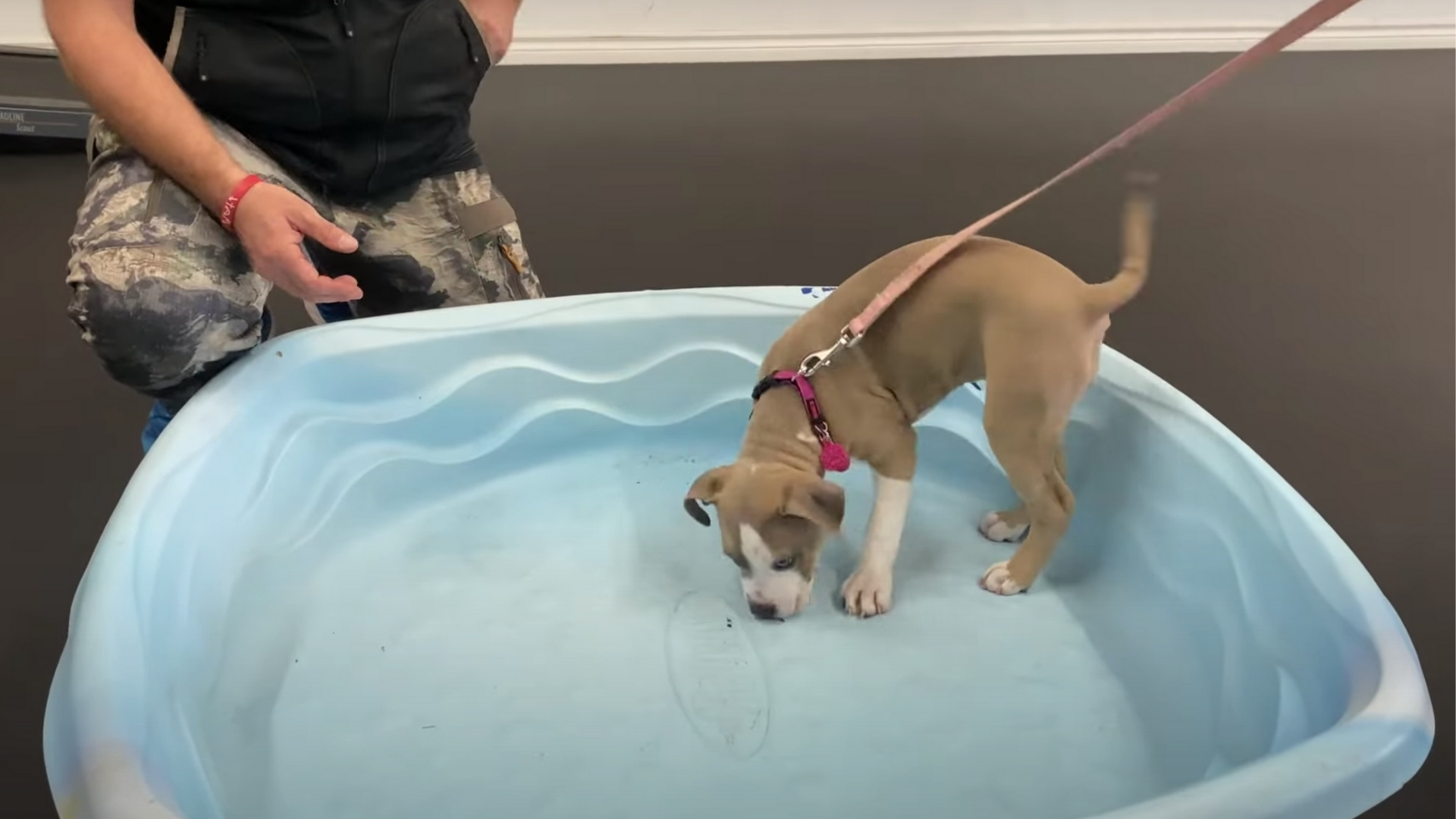 puppy in empty kiddie pool