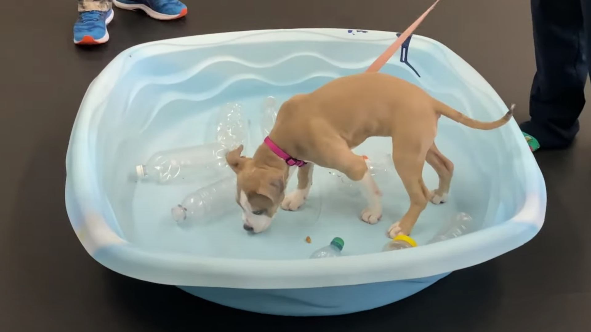 puppy and bottles in a kiddie pool 