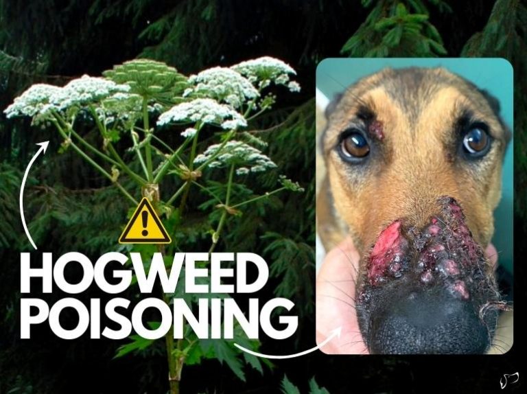 Hogweed Poisoning