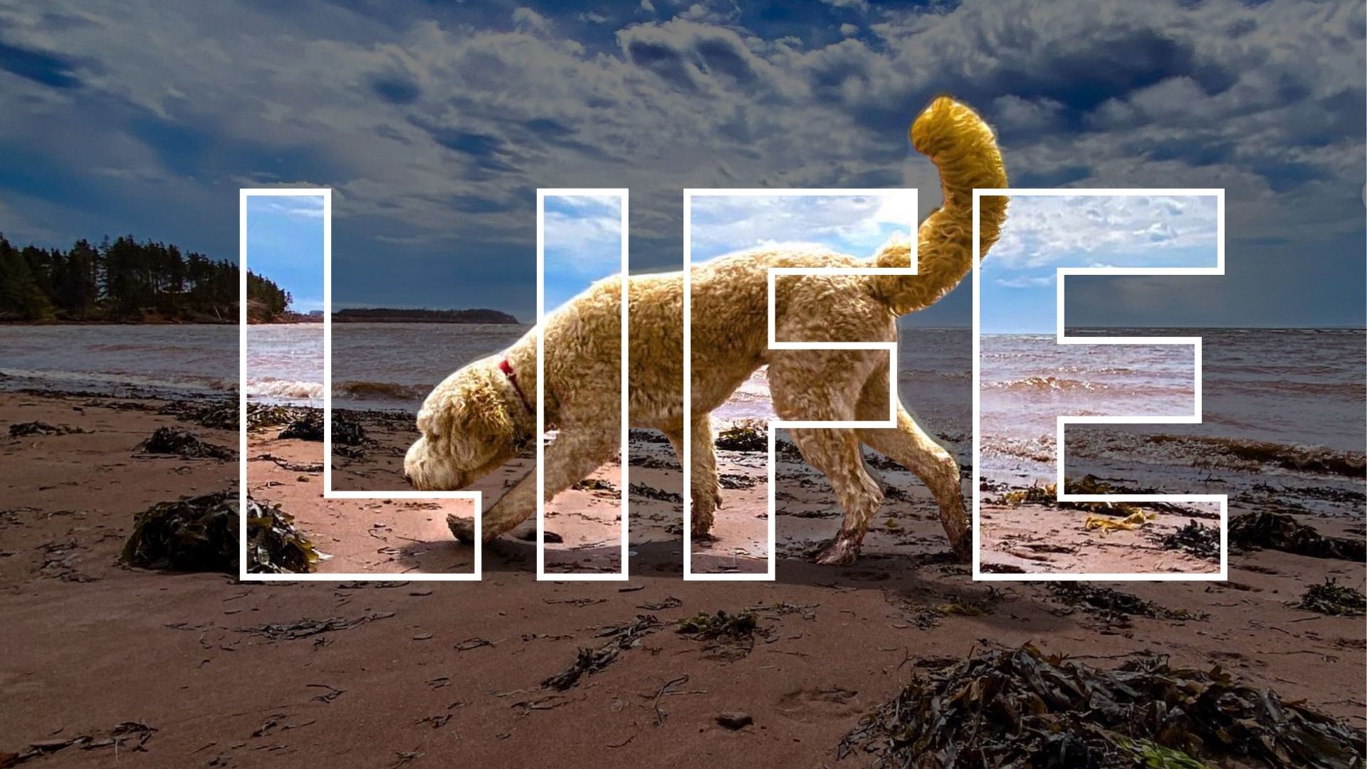 Board and Train Life