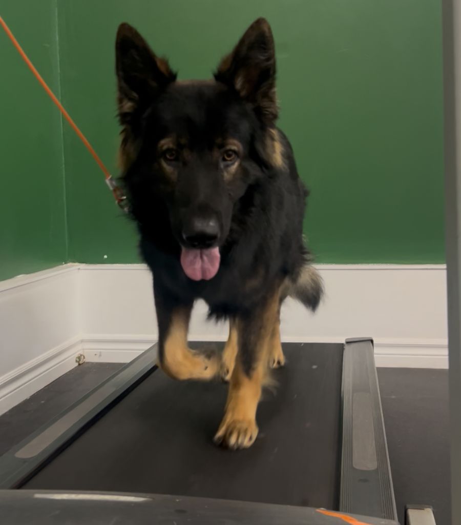 Ranger on the treadmill 