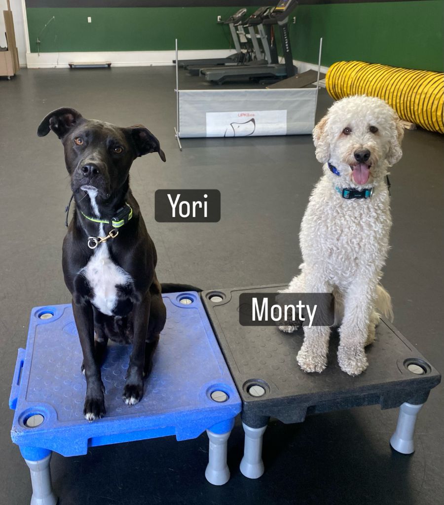 Yori & Monty